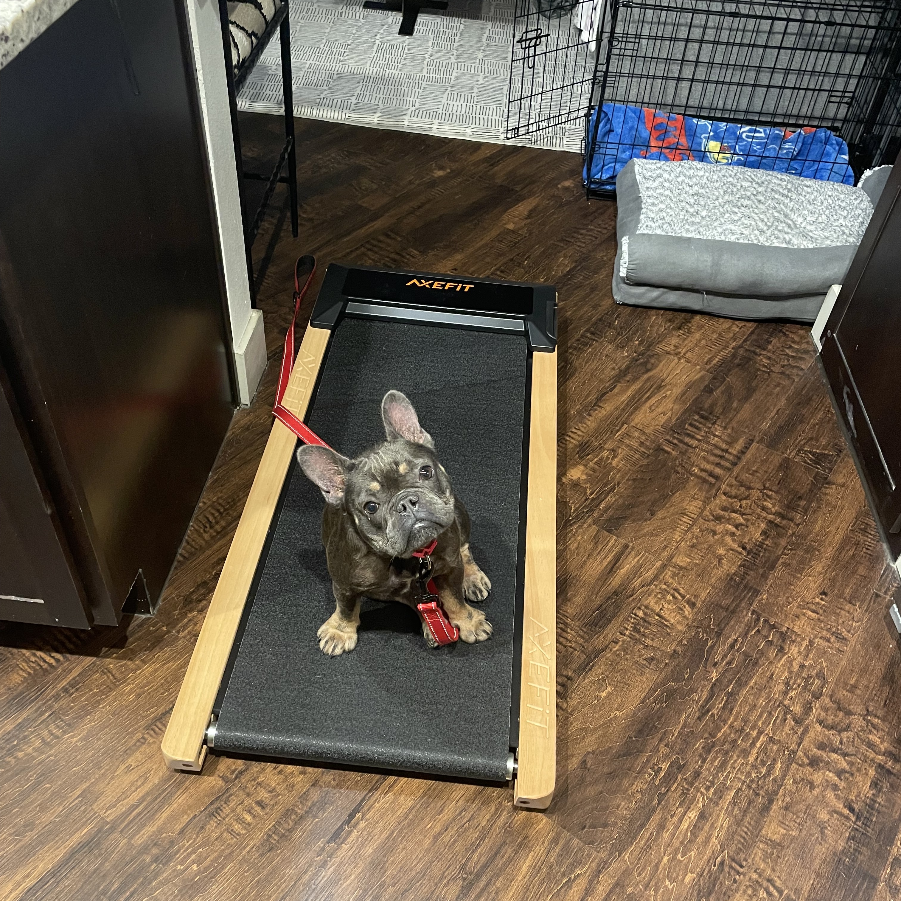 Enlarge Honey, a Adopted French Bulldog in Garland, TX image 3/4