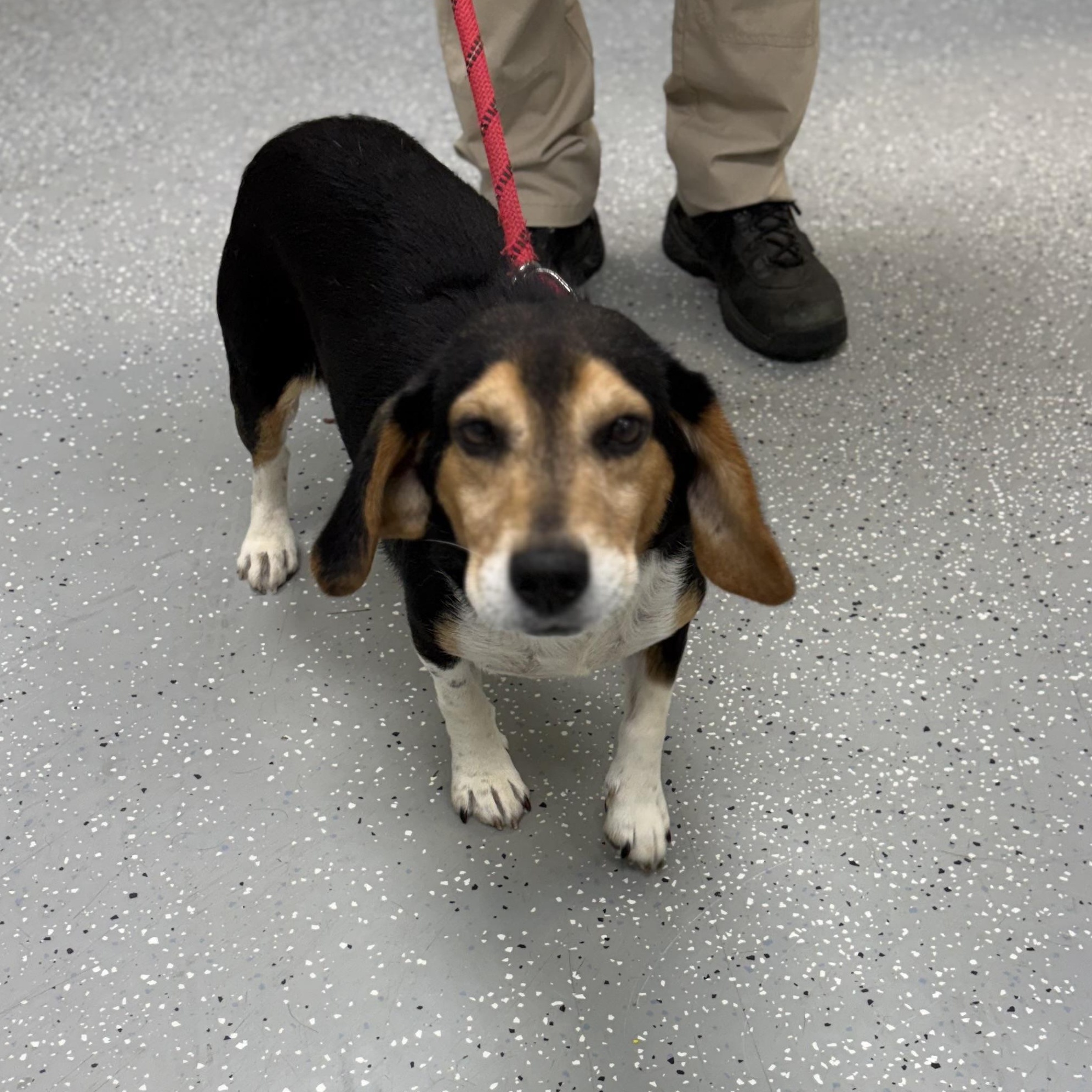Enlarge Bilbo, a ADOPTABLE mixed breed in Bardstown, KY image 5/5