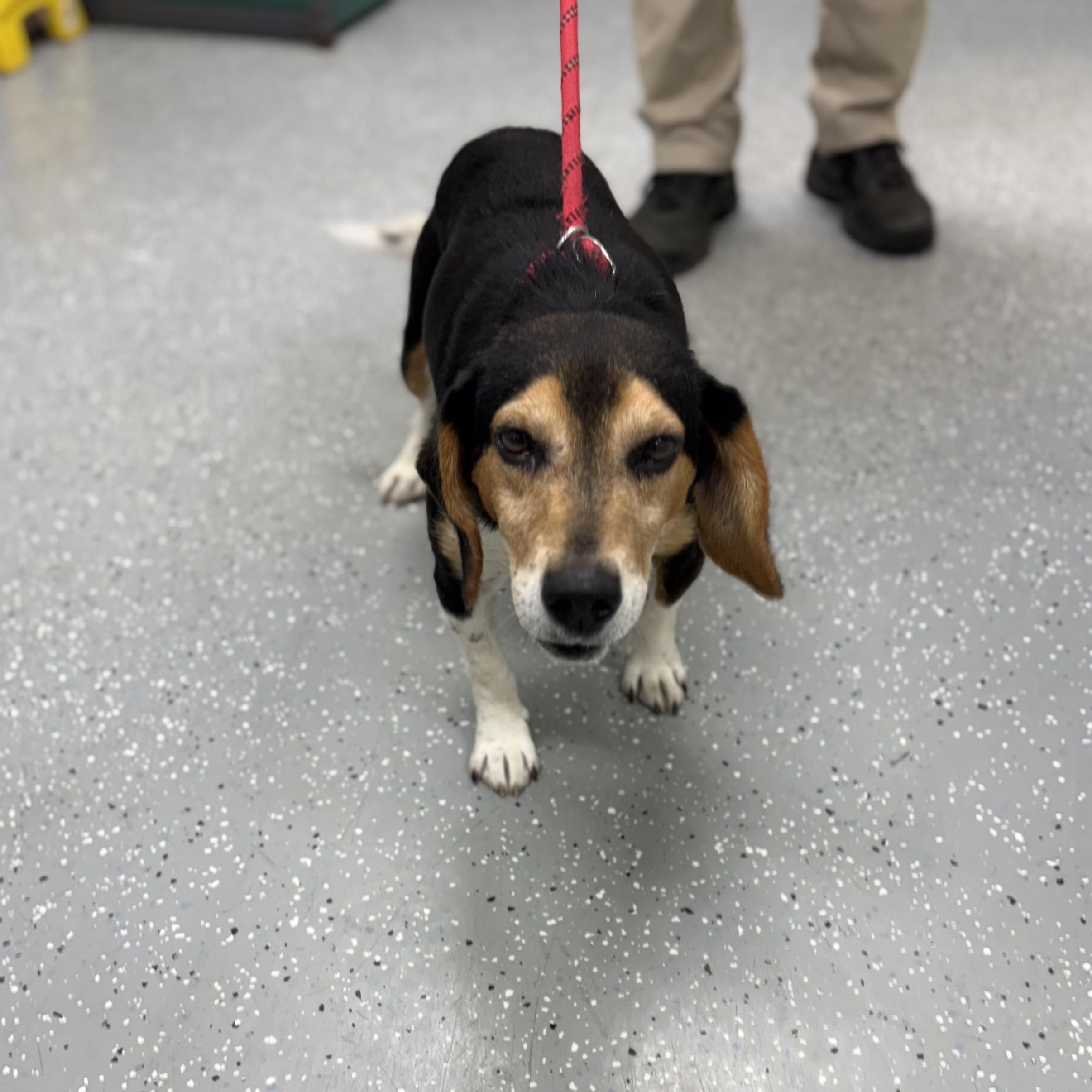 Enlarge Bilbo, a ADOPTABLE mixed breed in Bardstown, KY image 3/5