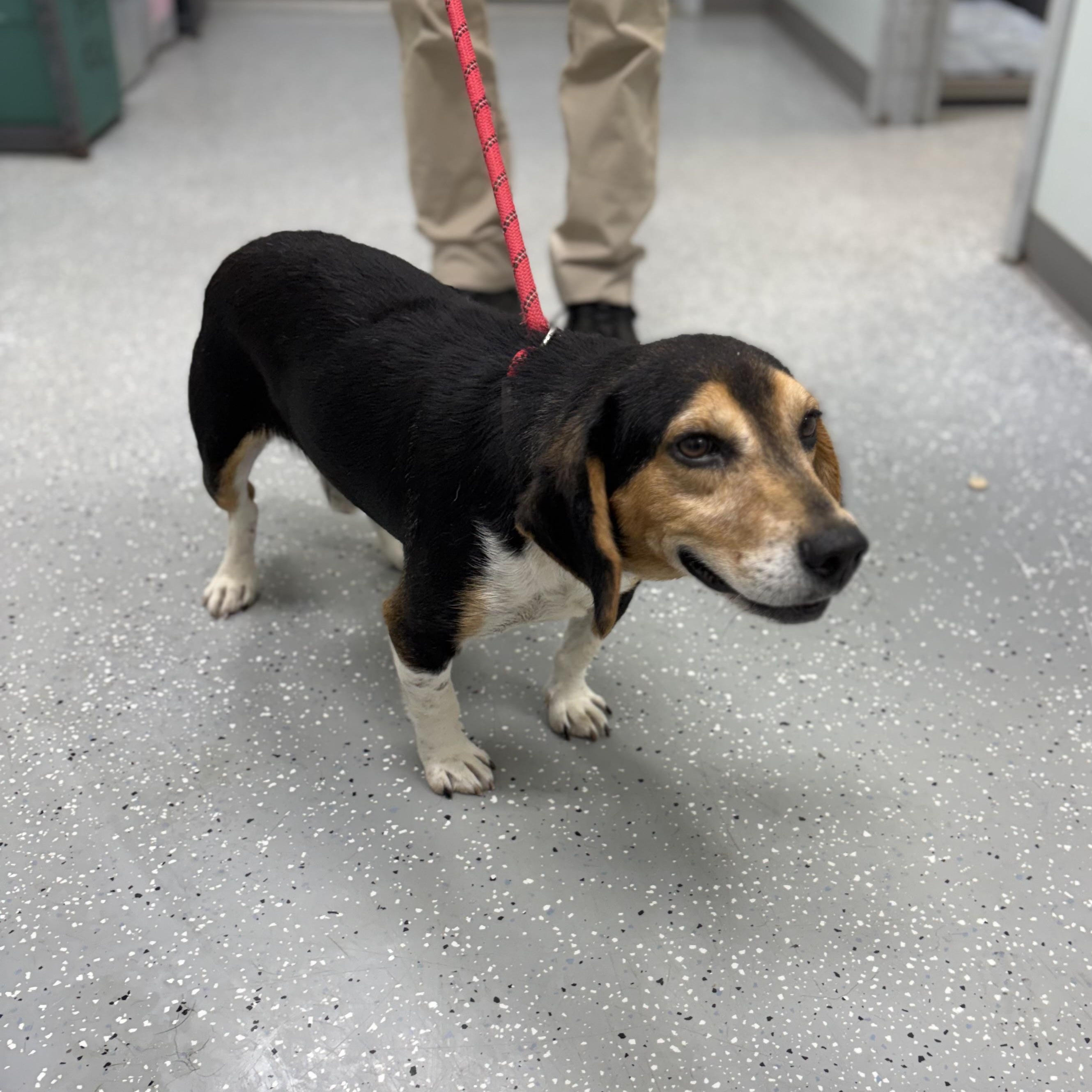 Enlarge Bilbo, a ADOPTABLE mixed breed in Bardstown, KY image 2/5