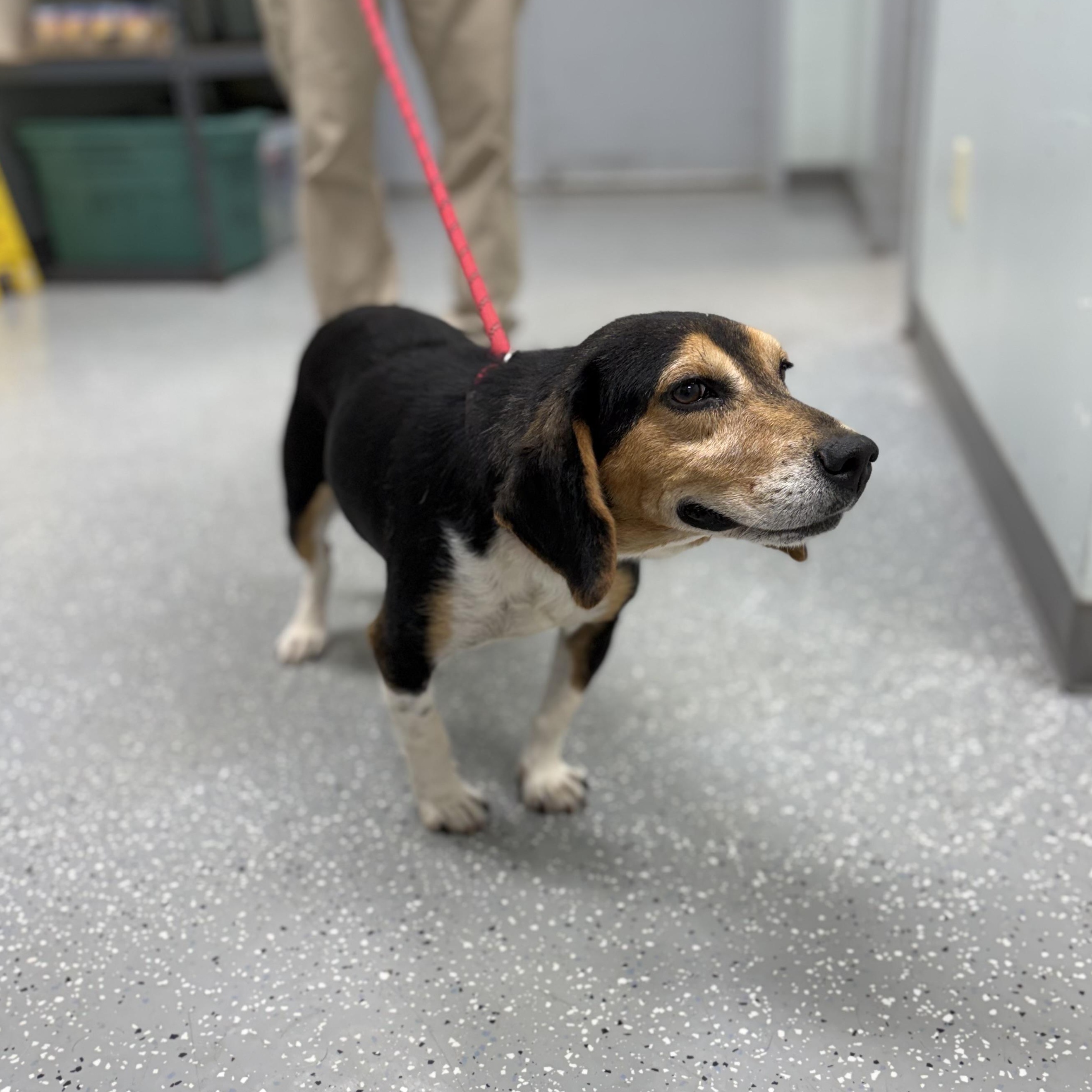 Enlarge Bilbo, a ADOPTABLE mixed breed in Bardstown, KY image 4/5