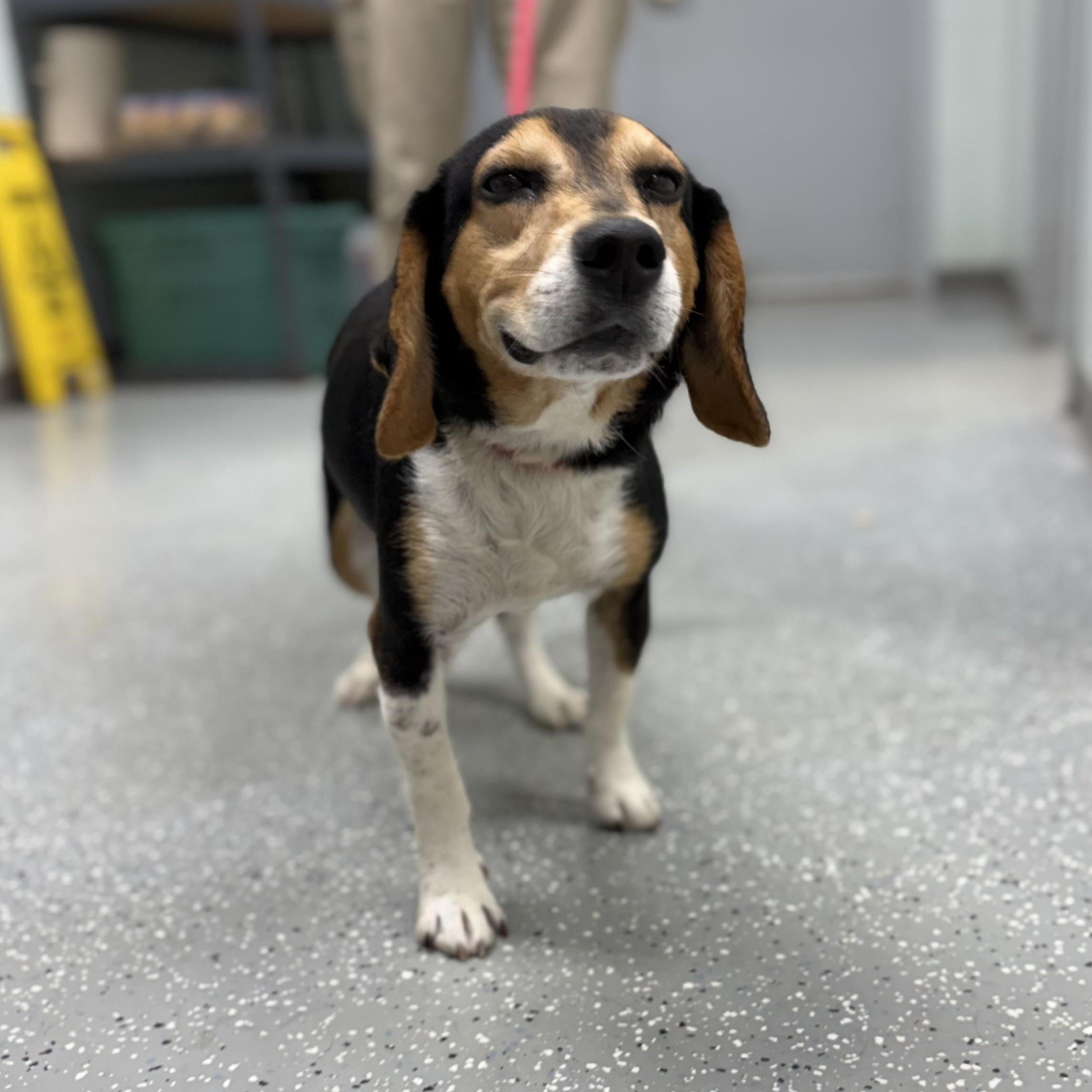 Bilbo, ADOPTABLE, Senior Male Beagle.