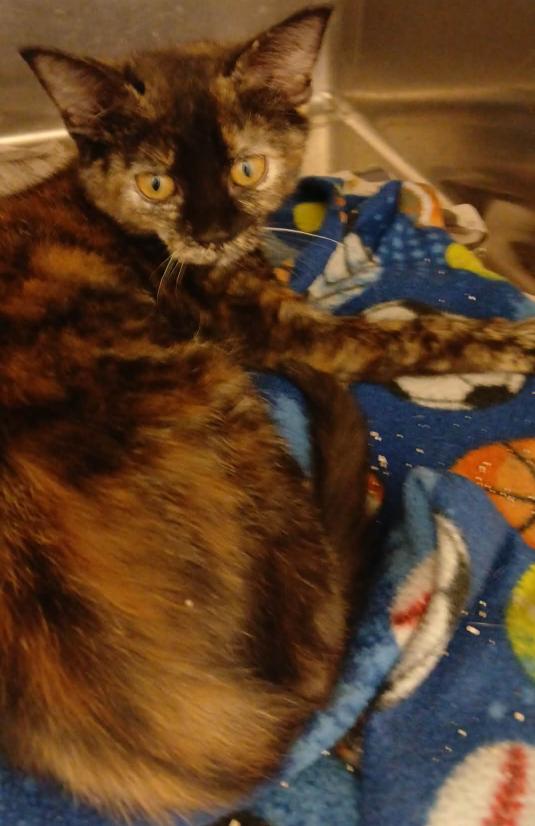 Enlarge tori, a ADOPTABLE Tortoiseshell in Tappahannock, VA image 1/1