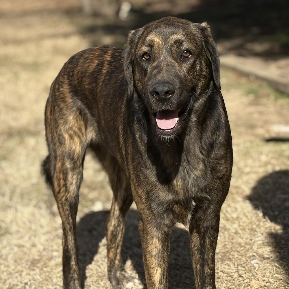 Enlarge Frankie, a ADOPTABLE mixed breed in Cedarburg, WI image 3/5