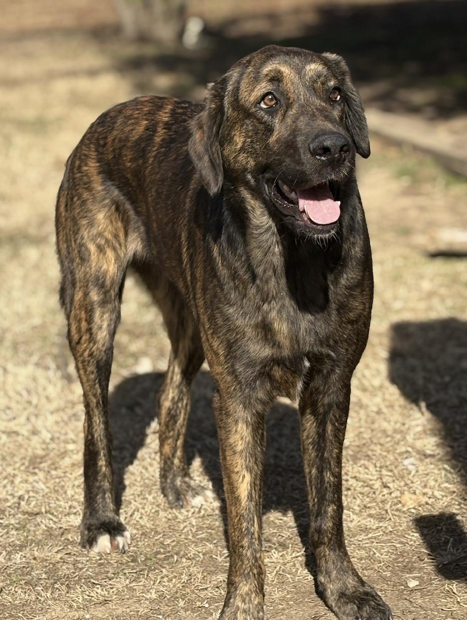 Frankie, ADOPTABLE, Young Male Plott Hound.