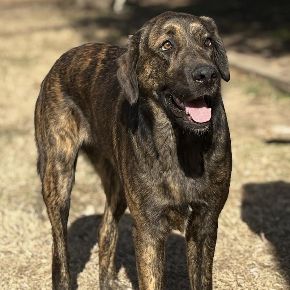Enlarge Frankie, a ADOPTABLE mixed breed in Cedarburg, WI image 2/5