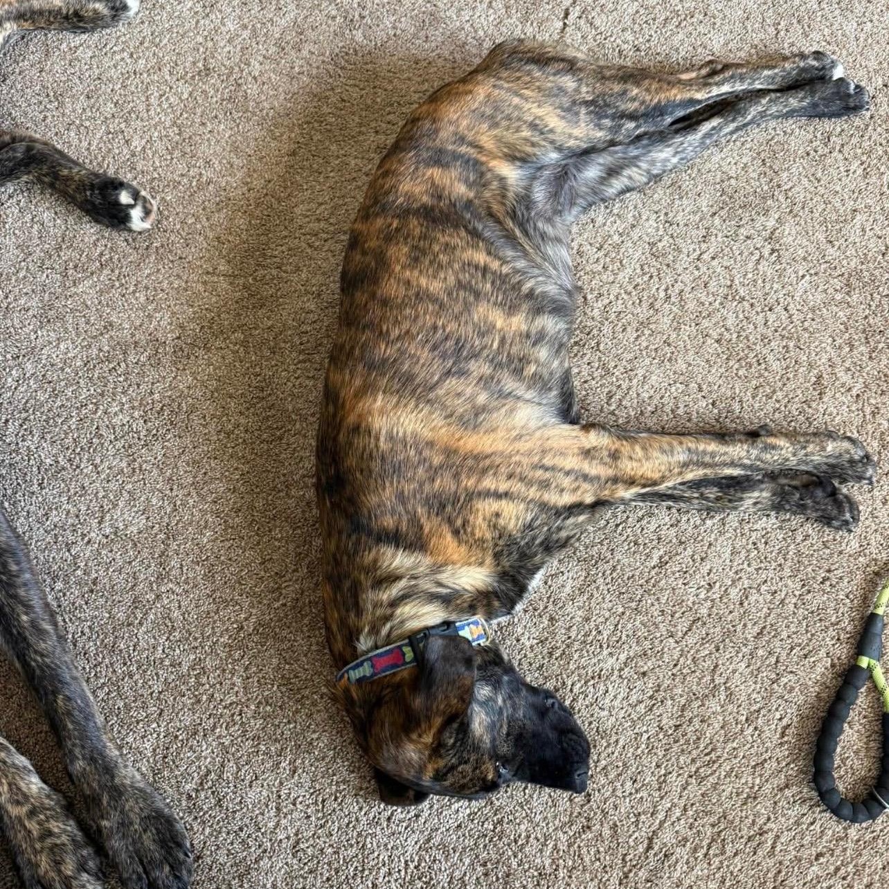 Enlarge Frankie, a ADOPTABLE mixed breed in Cedarburg, WI image 5/5