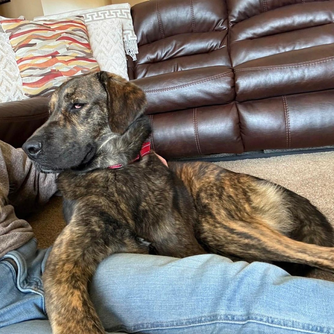 Enlarge Frankie, a ADOPTABLE mixed breed in Cedarburg, WI image 1/5