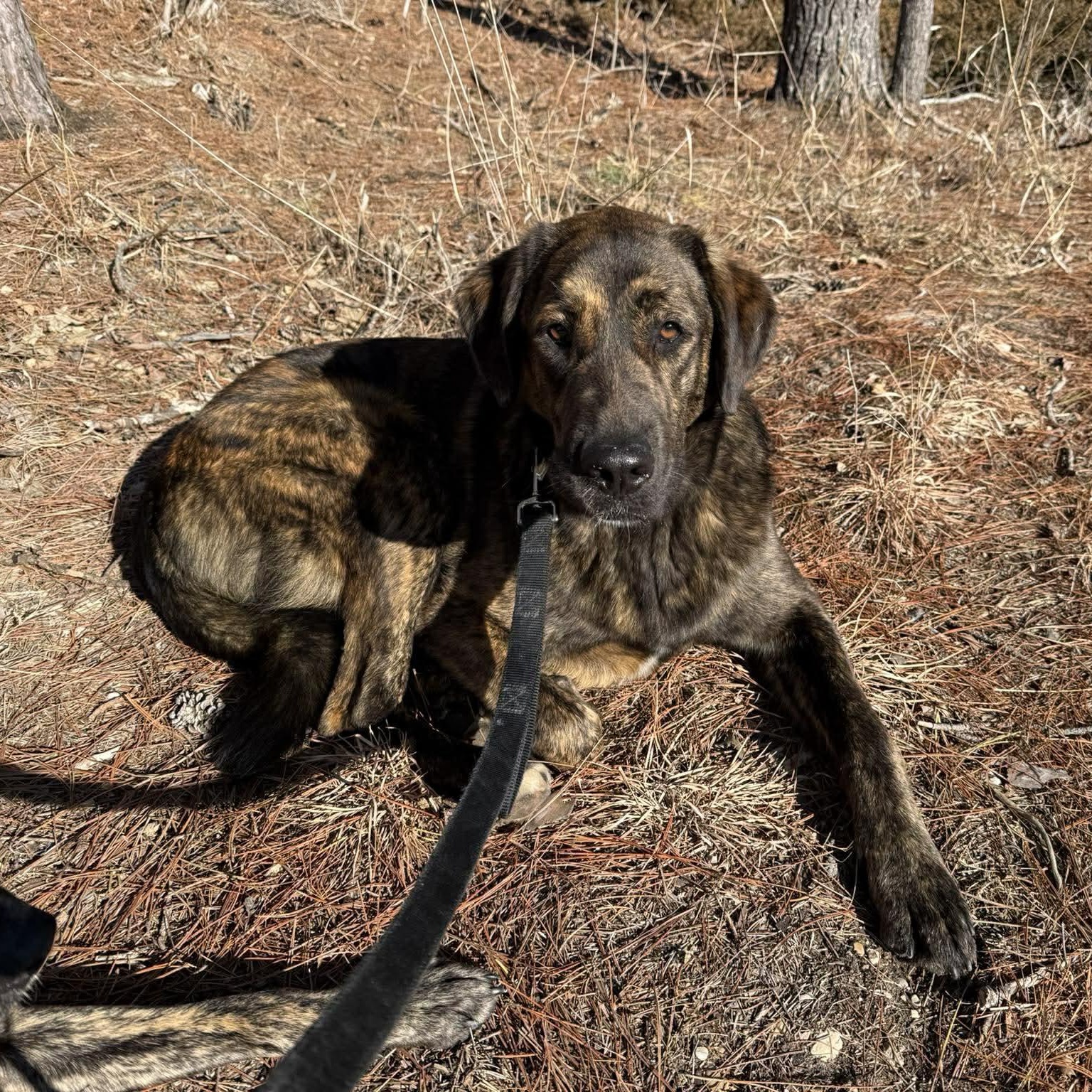 Enlarge Frankie, an adopted mixed breed in Cedarburg, WI image 5/5