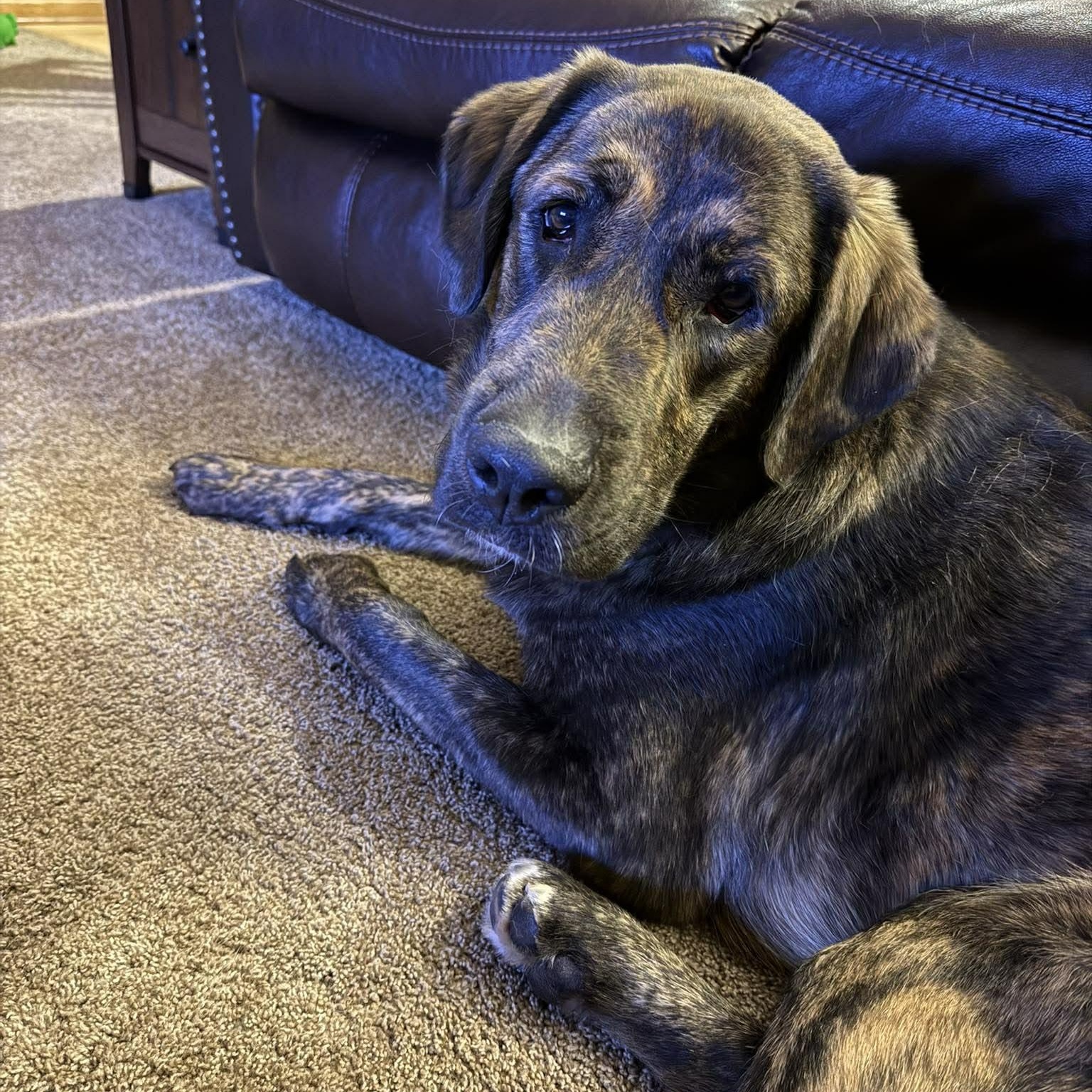 Enlarge Frankie, an adopted mixed breed in Cedarburg, WI image 3/5