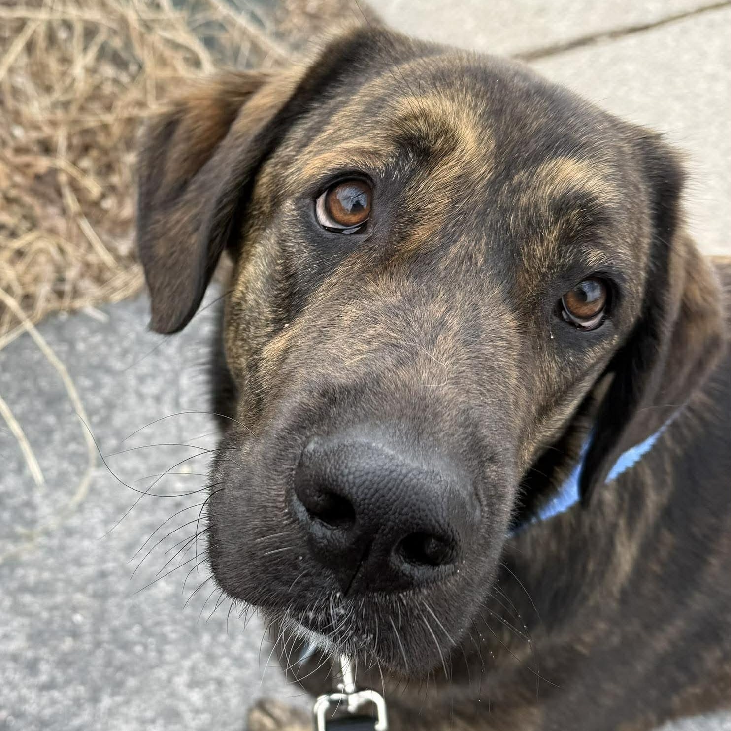 Enlarge Frankie, an adopted mixed breed in Cedarburg, WI image 1/5