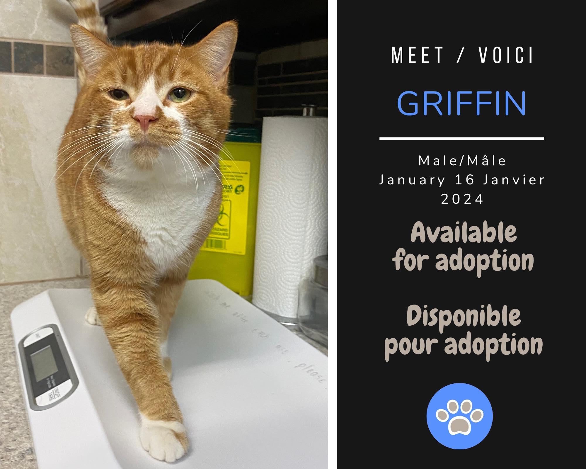 Enlarge Griffin, a Adoptable Domestic Short Hair in Dsl De Drummond, NB image 1/1