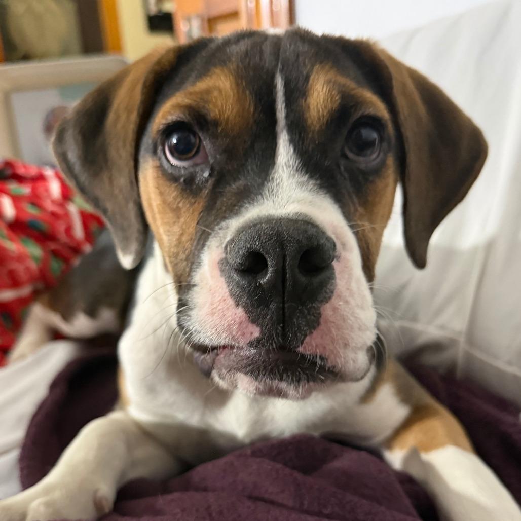 Enlarge Justino Valentino, a Adoptable mixed breed in Cincinnati, OH image 1/4