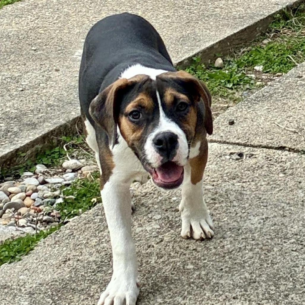 Enlarge Justino Valentino, a Adoptable mixed breed in Cincinnati, OH image 2/4