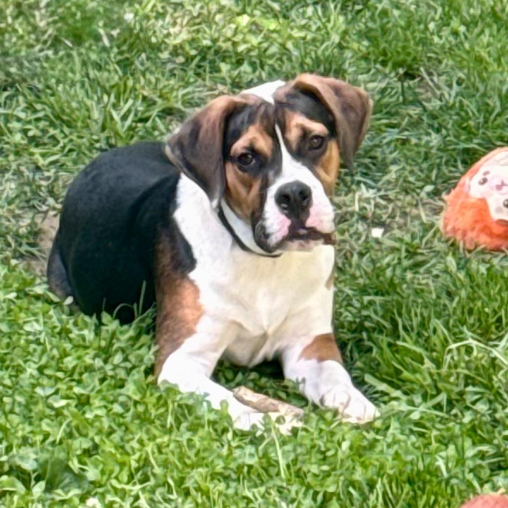 Enlarge Justino Valentino, a Adoptable mixed breed in Cincinnati, OH image 2/5