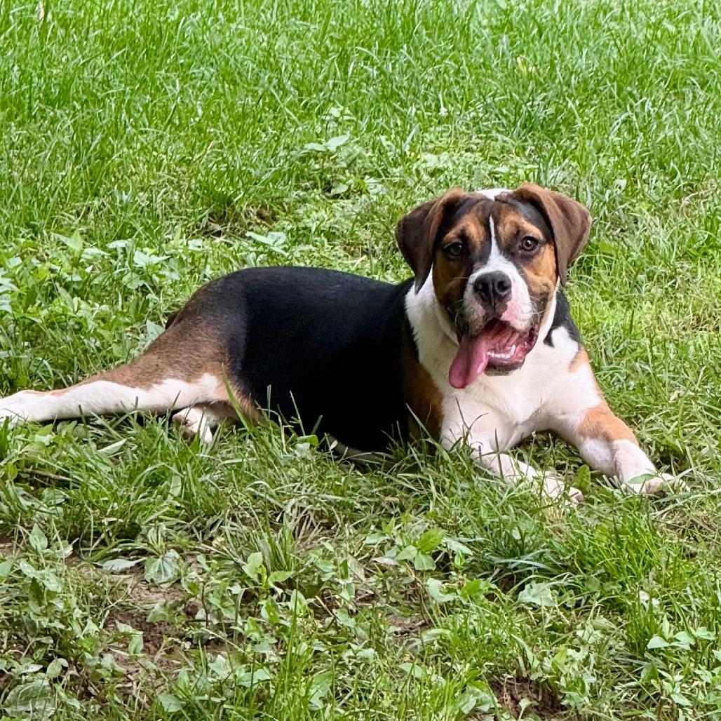 Enlarge Justino Valentino, a Adoptable mixed breed in Cincinnati, OH image 3/5