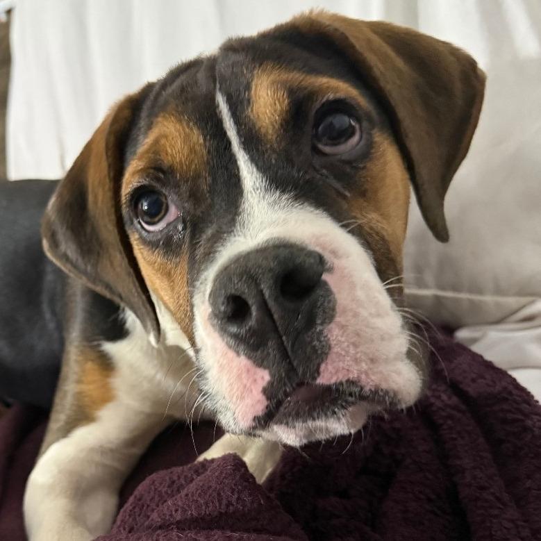 Enlarge Justino Valentino, a Adoptable mixed breed in Cincinnati, OH image 4/5