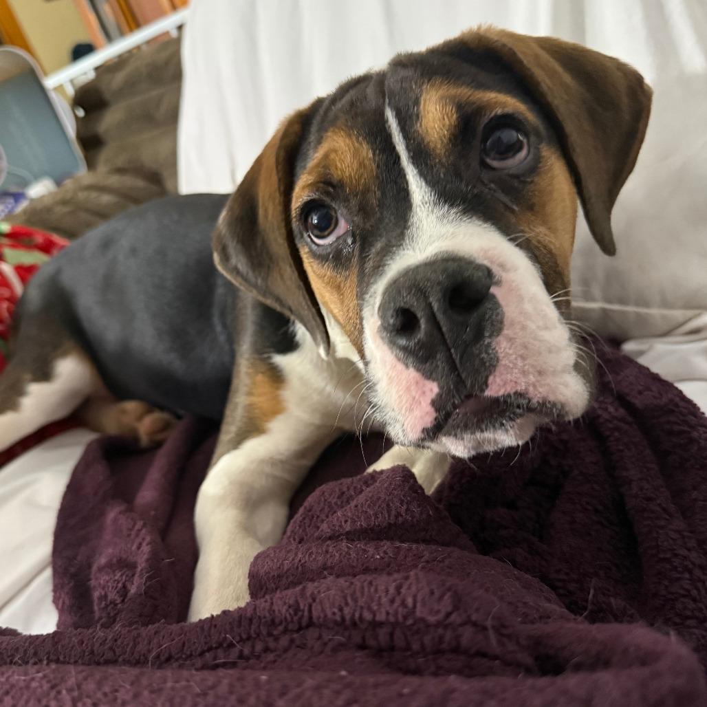 Enlarge Justino Valentino, a Adoptable mixed breed in Cincinnati, OH image 3/4