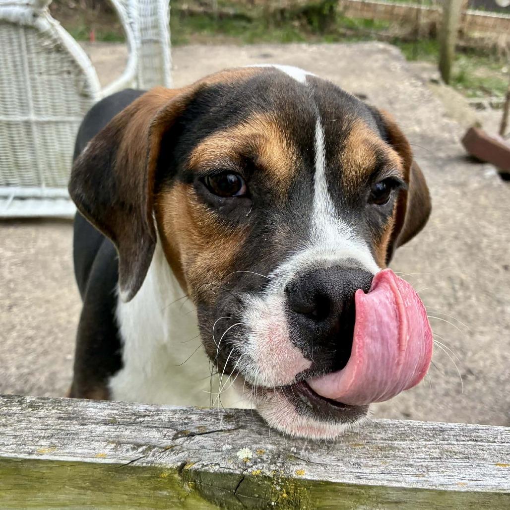 Enlarge Justino Valentino, a Adoptable mixed breed in Cincinnati, OH image 4/4