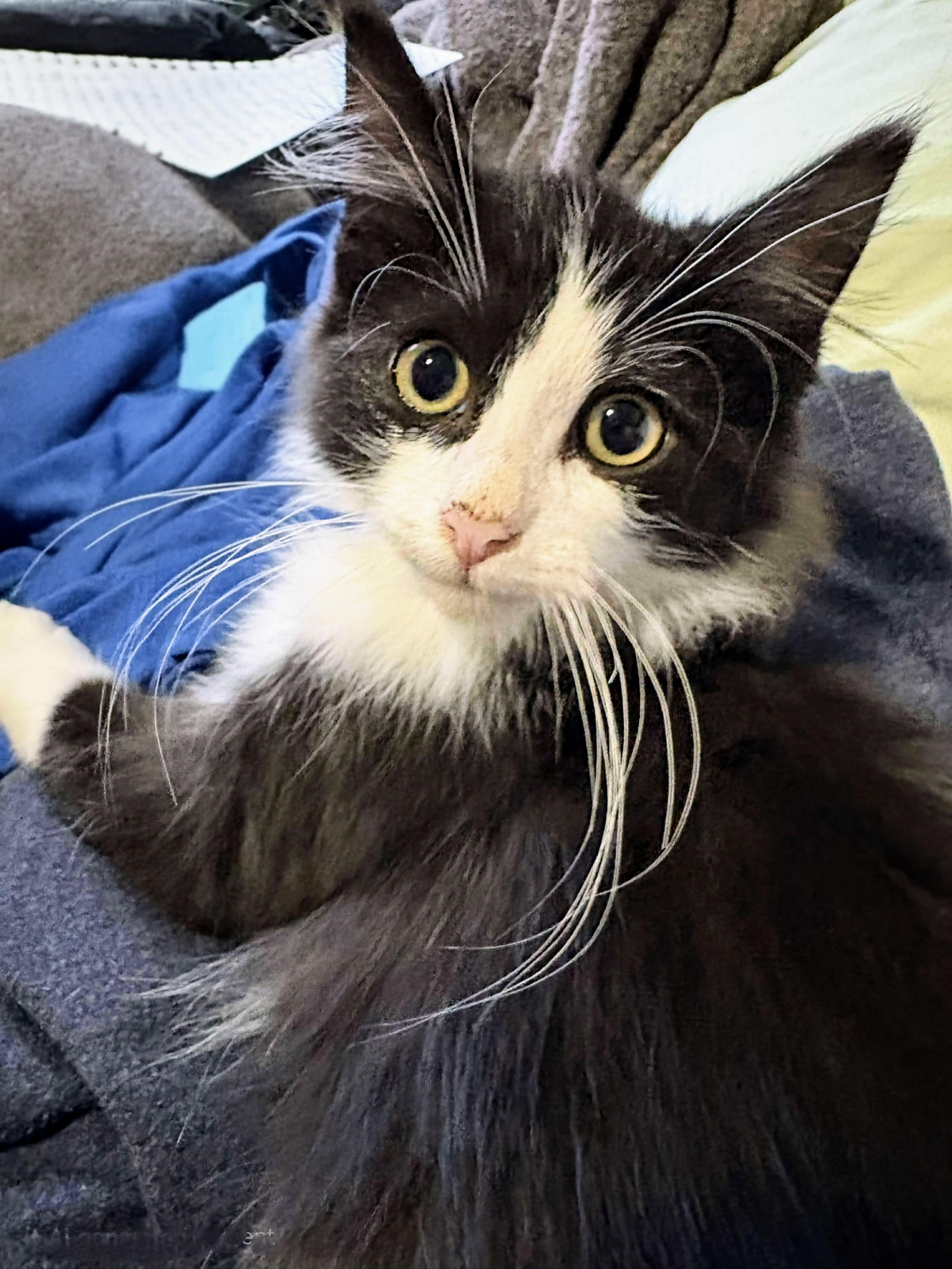Enlarge Sylvester, a Adoptable Domestic Long Hair in Winnipeg, MB image 5/6