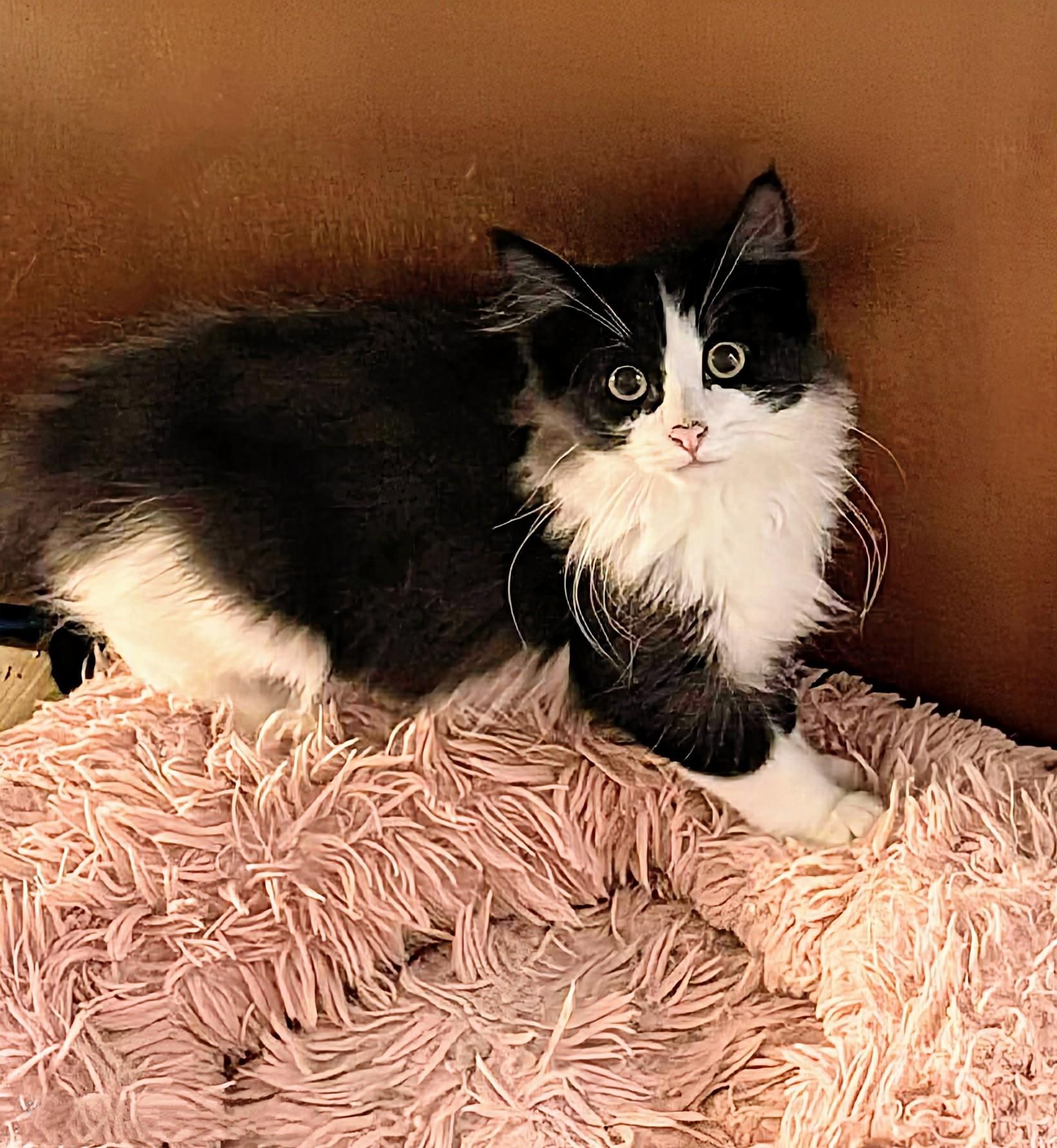 Enlarge Sylvester, a Adoptable Domestic Long Hair in Winnipeg, MB image 3/6