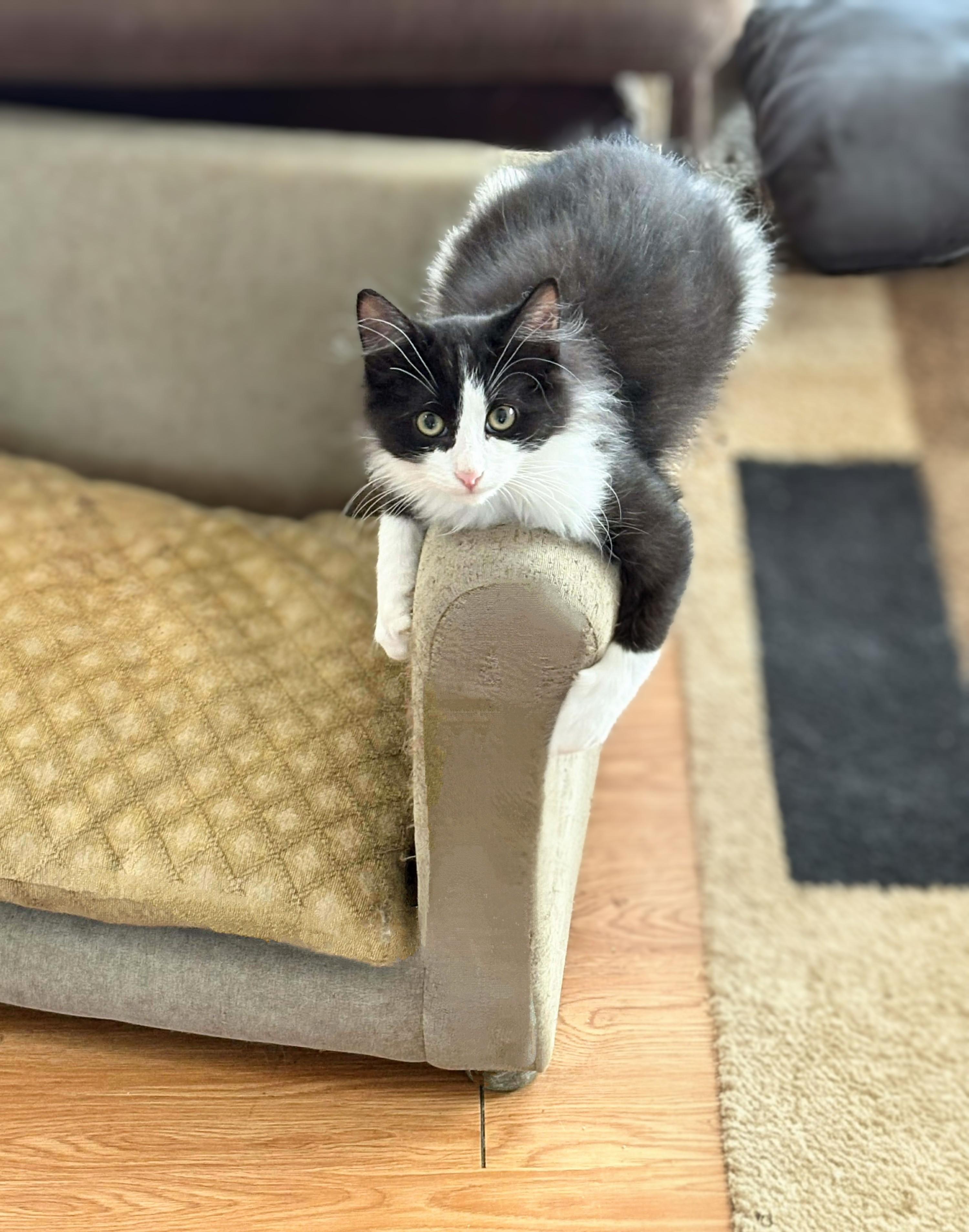 Enlarge Sylvester, a Adoptable Domestic Long Hair in Winnipeg, MB image 1/6