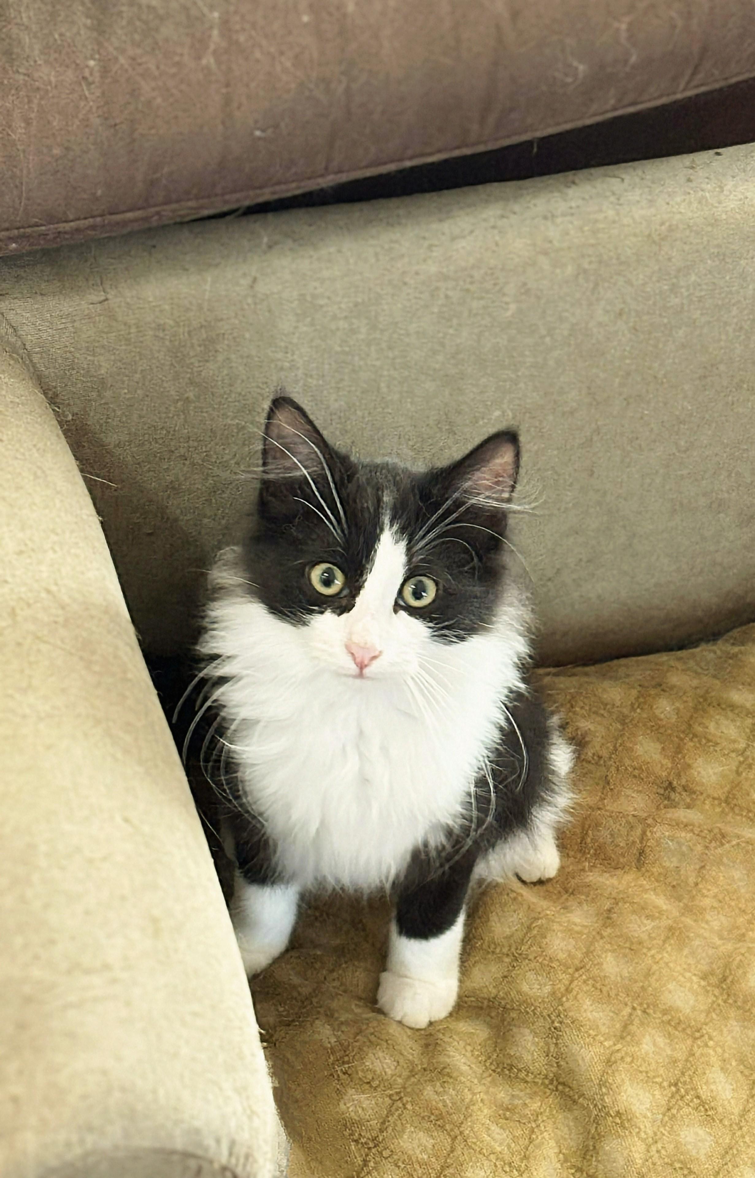 Sylvester, Adoptable, Kitten Male Domestic Long Hair.