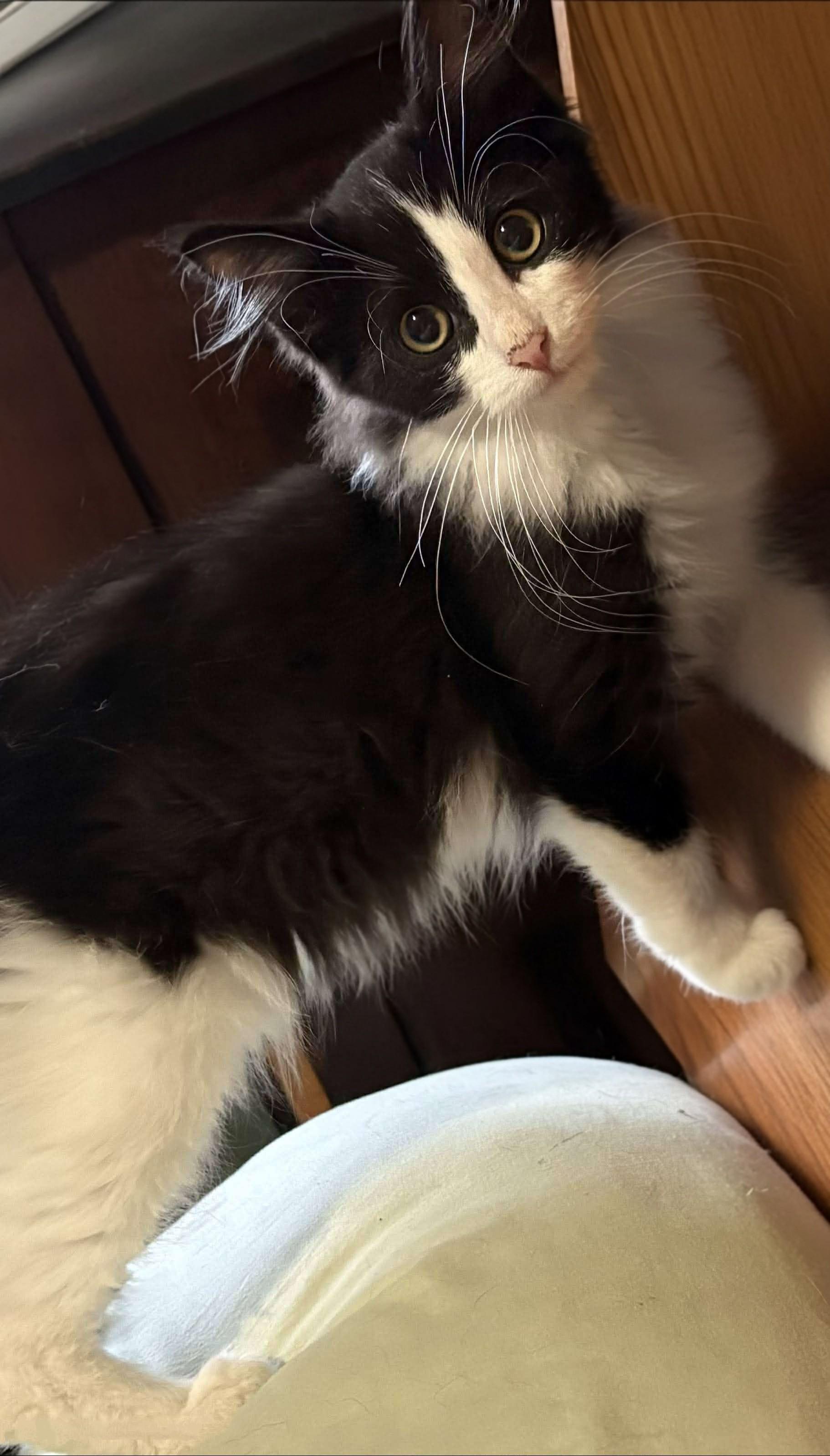 Enlarge Sylvester, a Adoptable Domestic Long Hair in Winnipeg, MB image 6/6