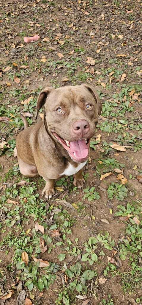 Enlarge Apollo, a Adopted Pit Bull Terrier in Loudon, TN image 2/6