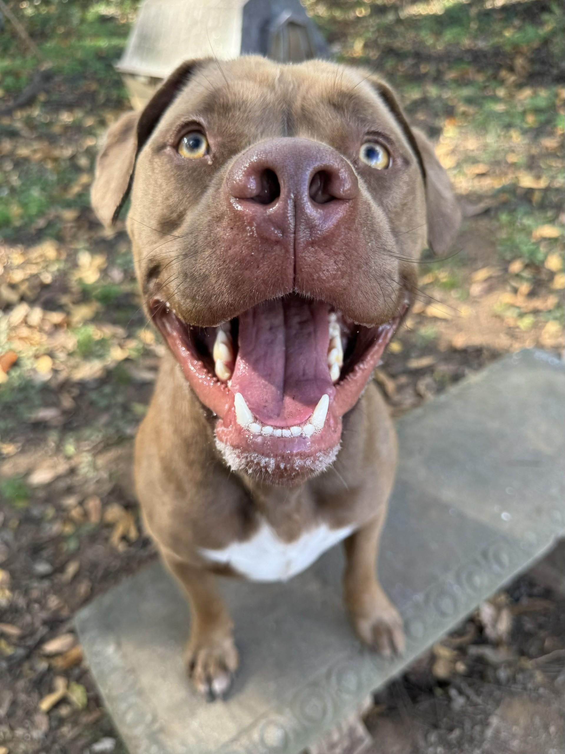 Enlarge Apollo, a Adopted Pit Bull Terrier in Loudon, TN image 3/6