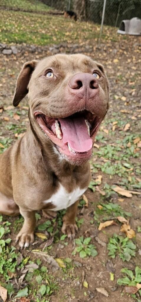 Enlarge Apollo, a Adopted Pit Bull Terrier in Loudon, TN image 5/6