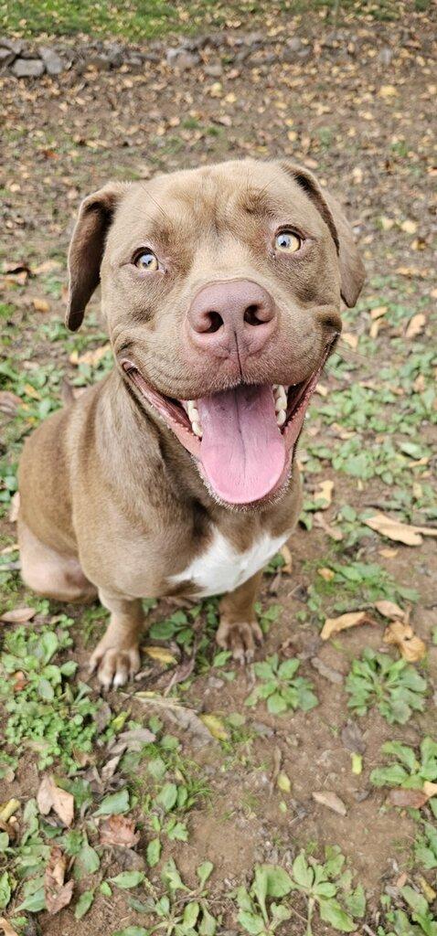 Apollo, Adopted, Young Male Pit Bull Terrier.