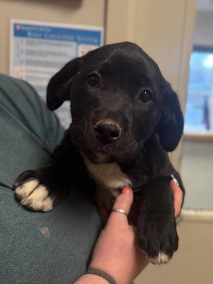 Enlarge Carbonara, a Adoptable mixed breed in King William, VA image 1/1