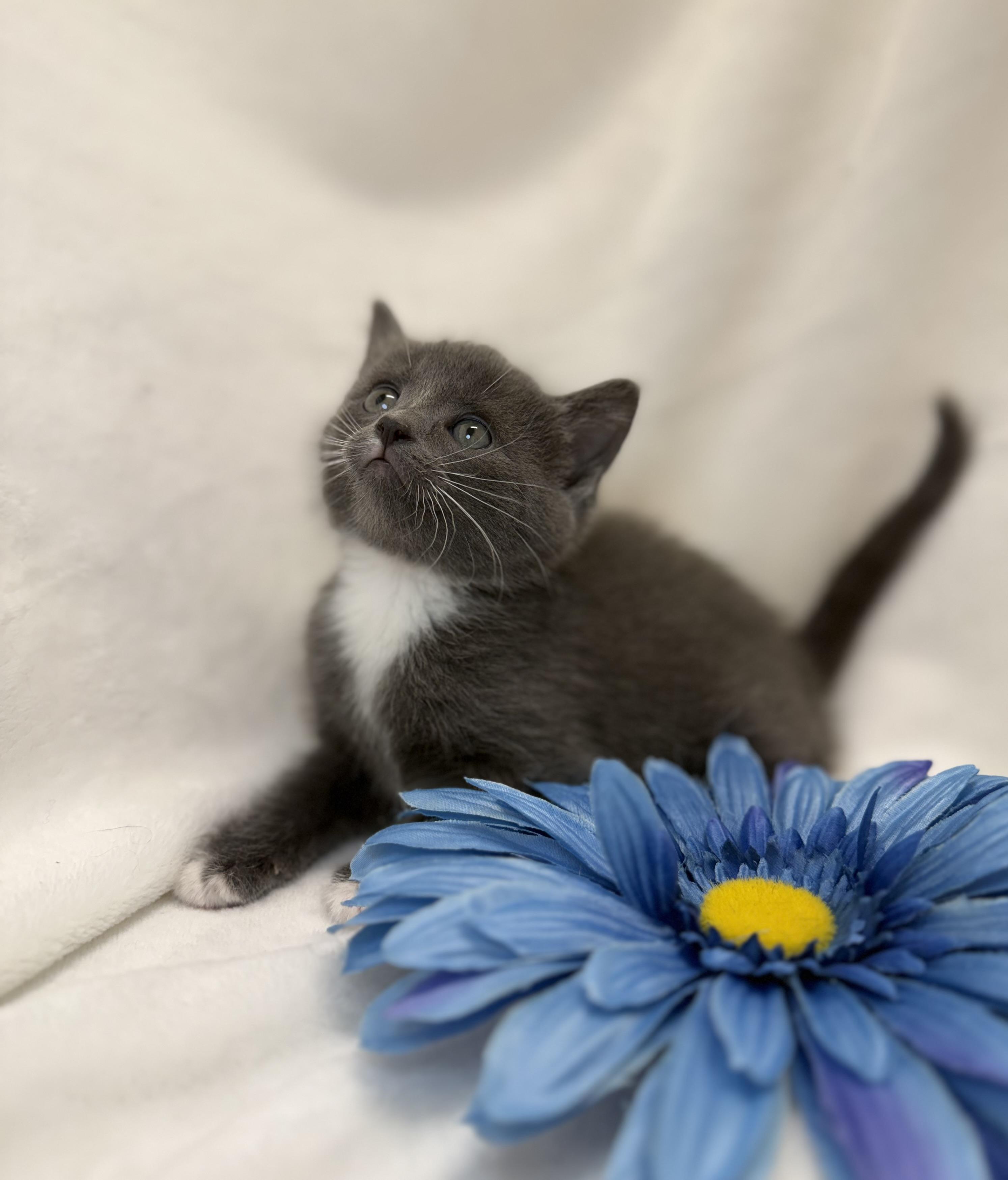 Brigid, adopted, Kitten Female Domestic Short Hair.