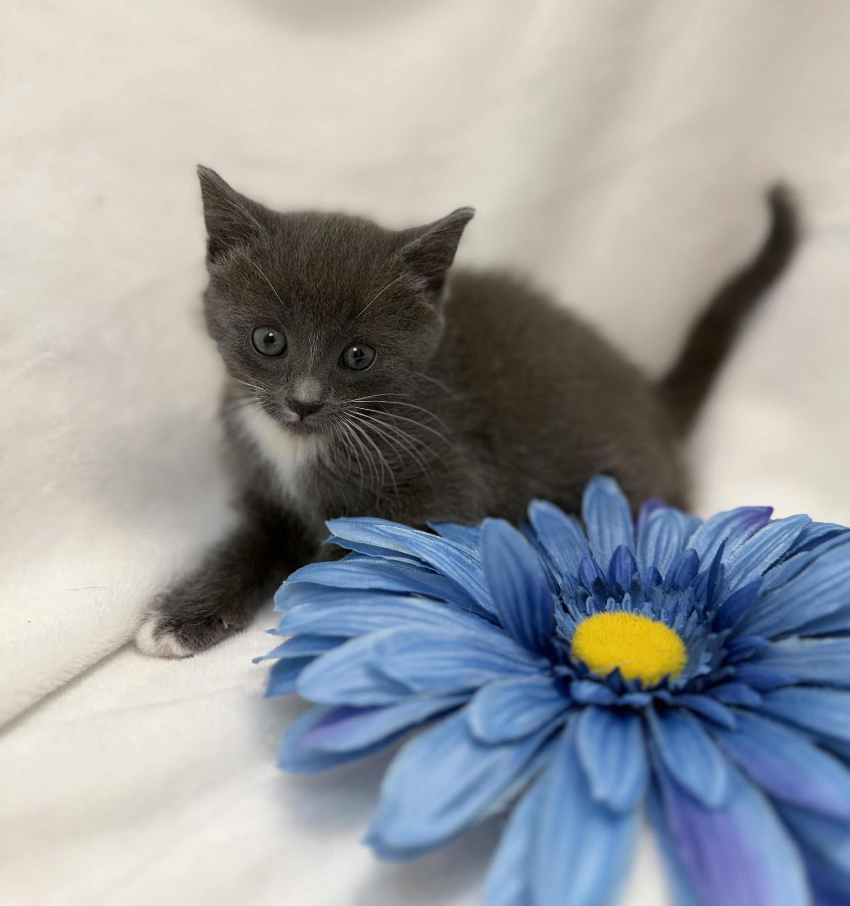 Enlarge Brigid, an adopted Domestic Short Hair in Greensboro, NC image 2/2
