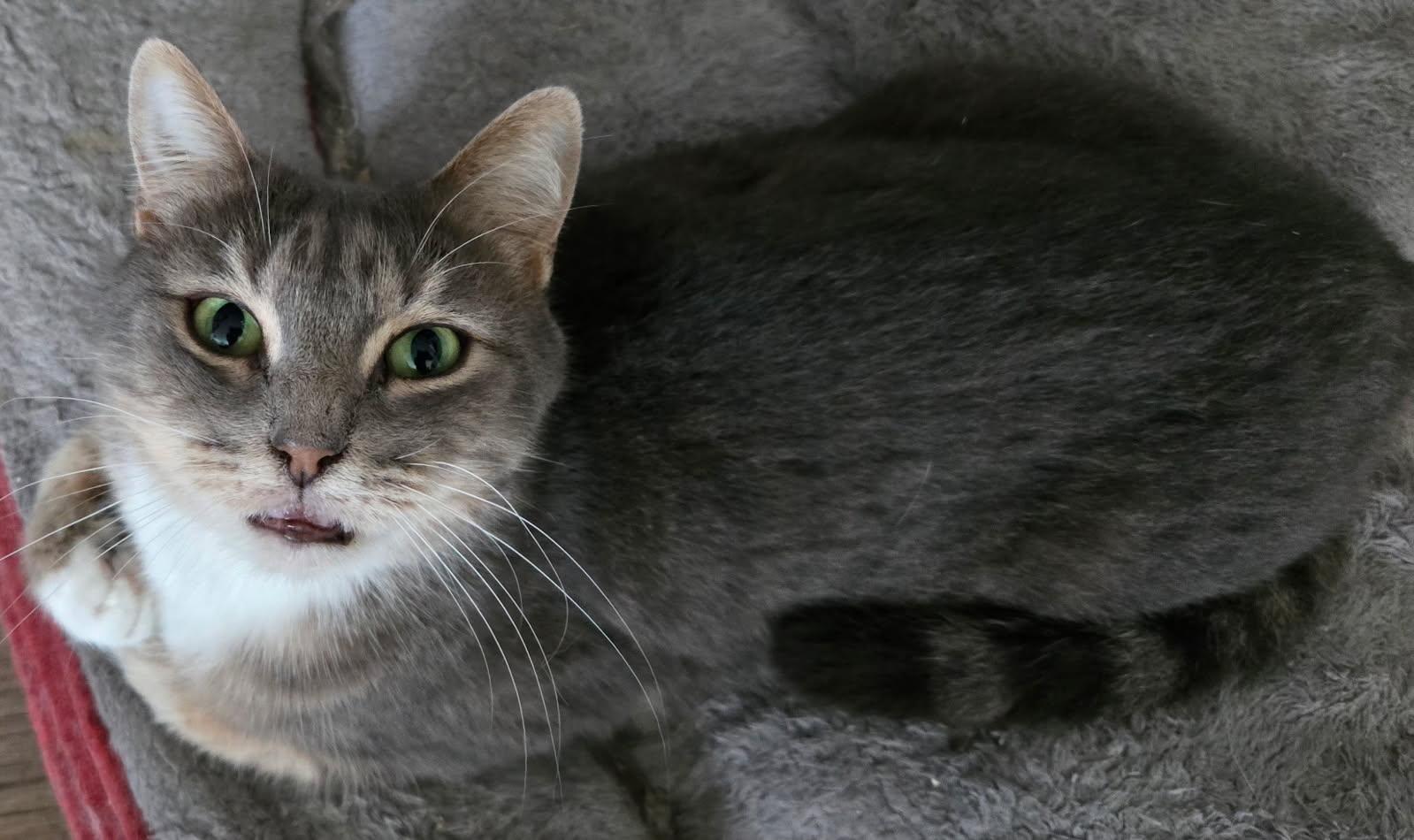 Sandstorm, Adoptable, Young Male Tabby.
