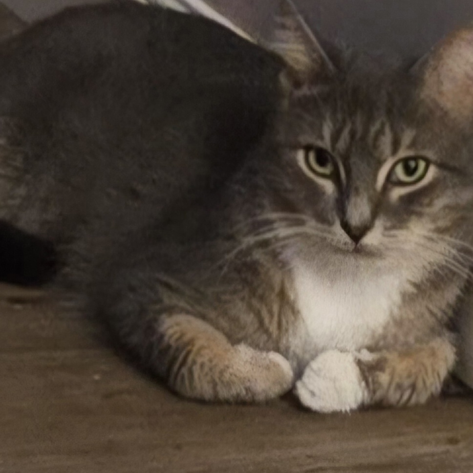 Enlarge Sandstorm, a Adoptable Tabby in AUBURNDALE, FL image 2/2