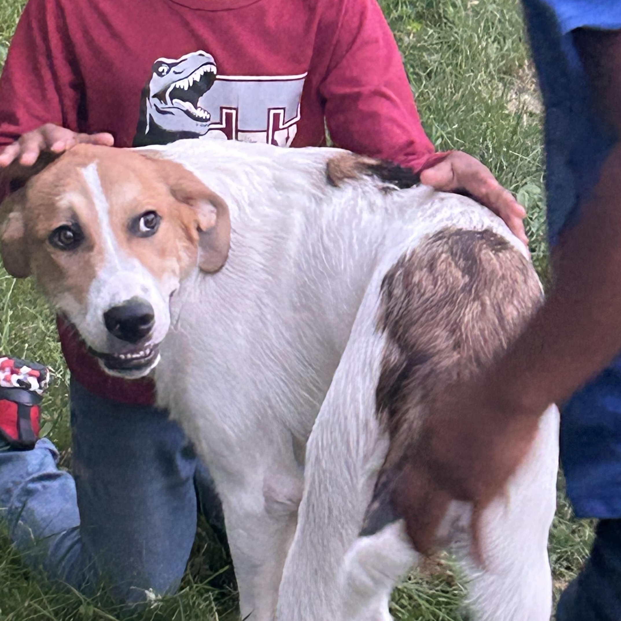 Sunny, Adoptable, Puppy Male Great Pyrenees.