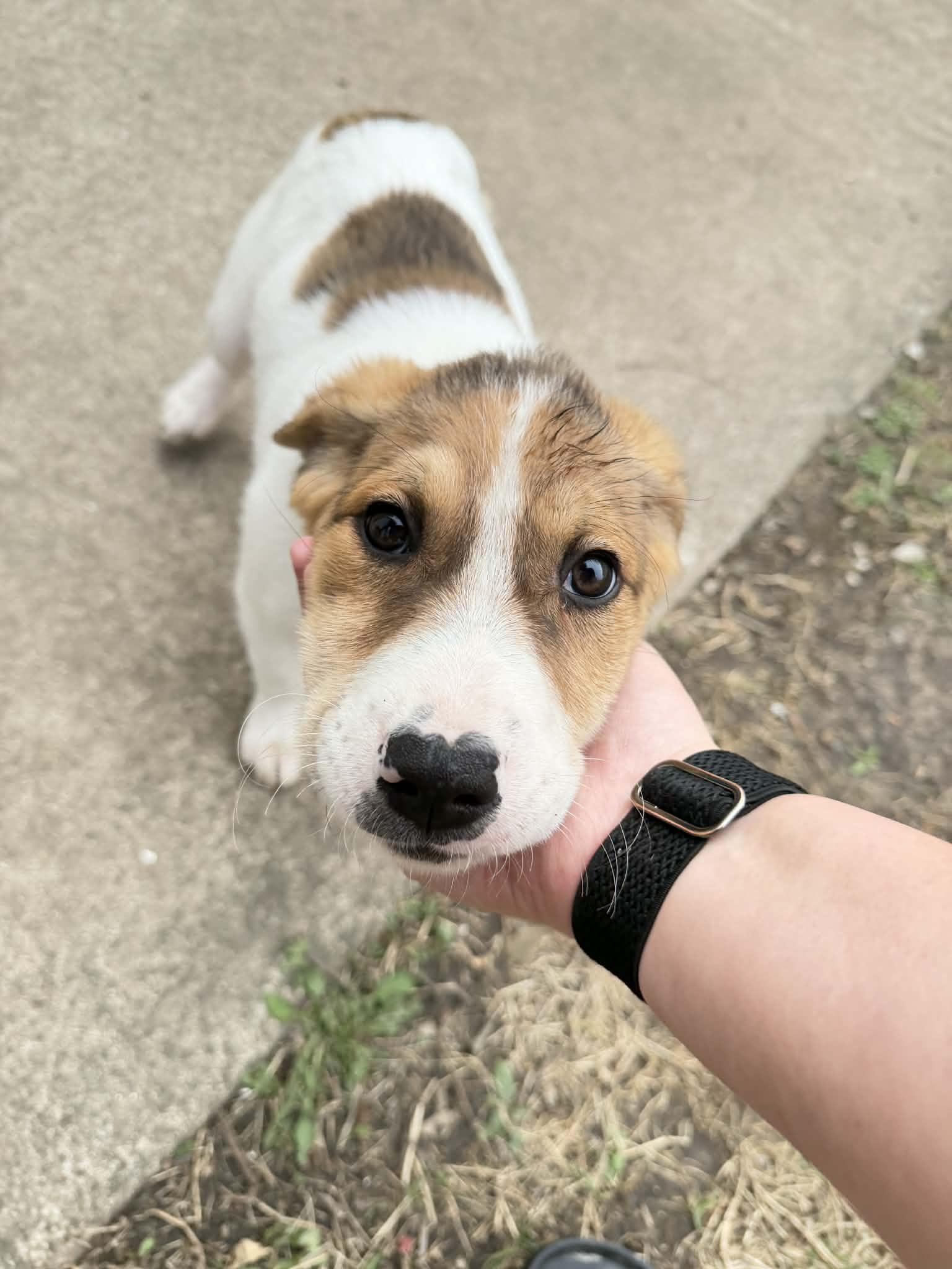 Enlarge Sunny, a Adoptable mixed breed in Hindsboro, IL image 2/2