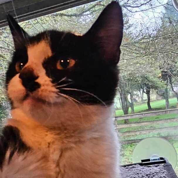 Dottie, a Adopted Domestic Short Hair in Mulino, OR image 1/6