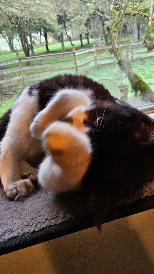 Dottie, a Adopted Domestic Short Hair in Mulino, OR image 2/6