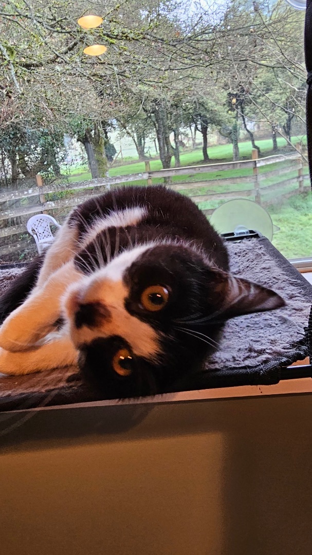 Dottie, a Adopted Domestic Short Hair in Mulino, OR image 3/6