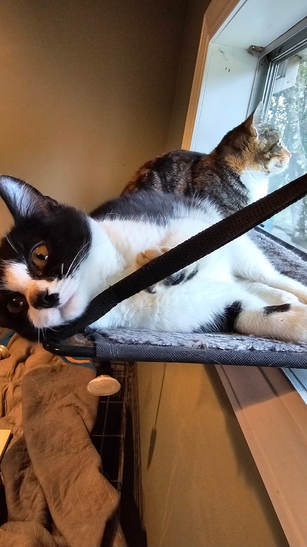 Dottie, a Adopted Domestic Short Hair in Mulino, OR image 4/6