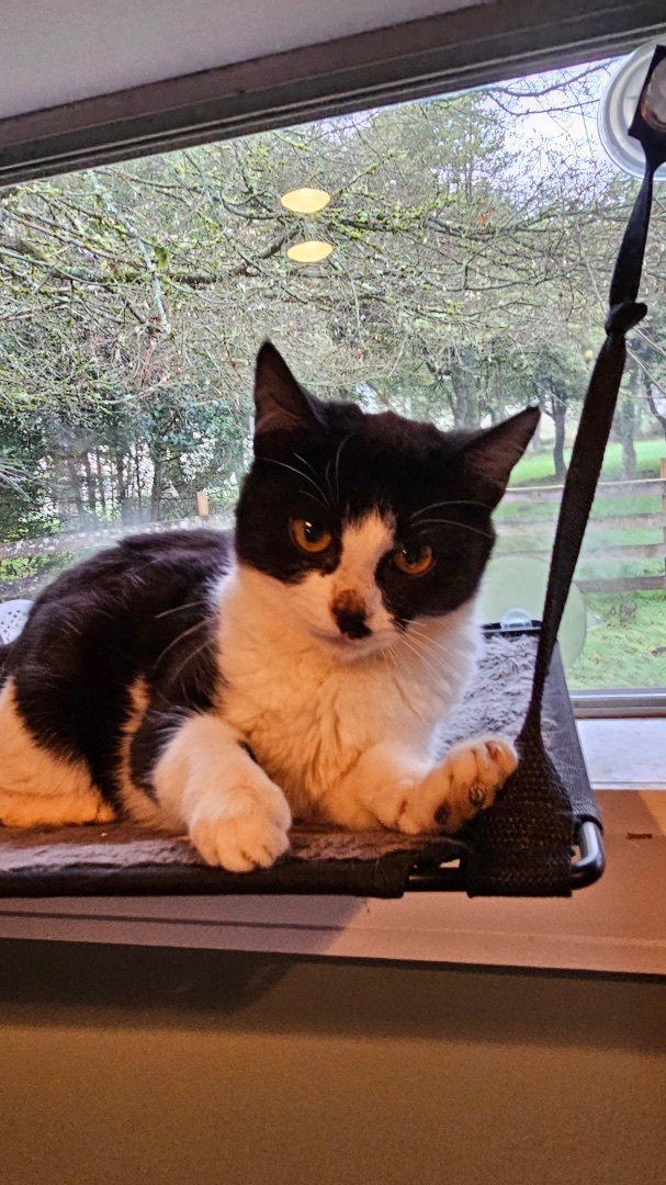 Dottie, a Adopted Domestic Short Hair in Mulino, OR image 5/6