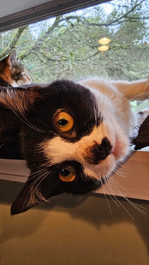 Dottie, a Adopted Domestic Short Hair in Mulino, OR image 6/6