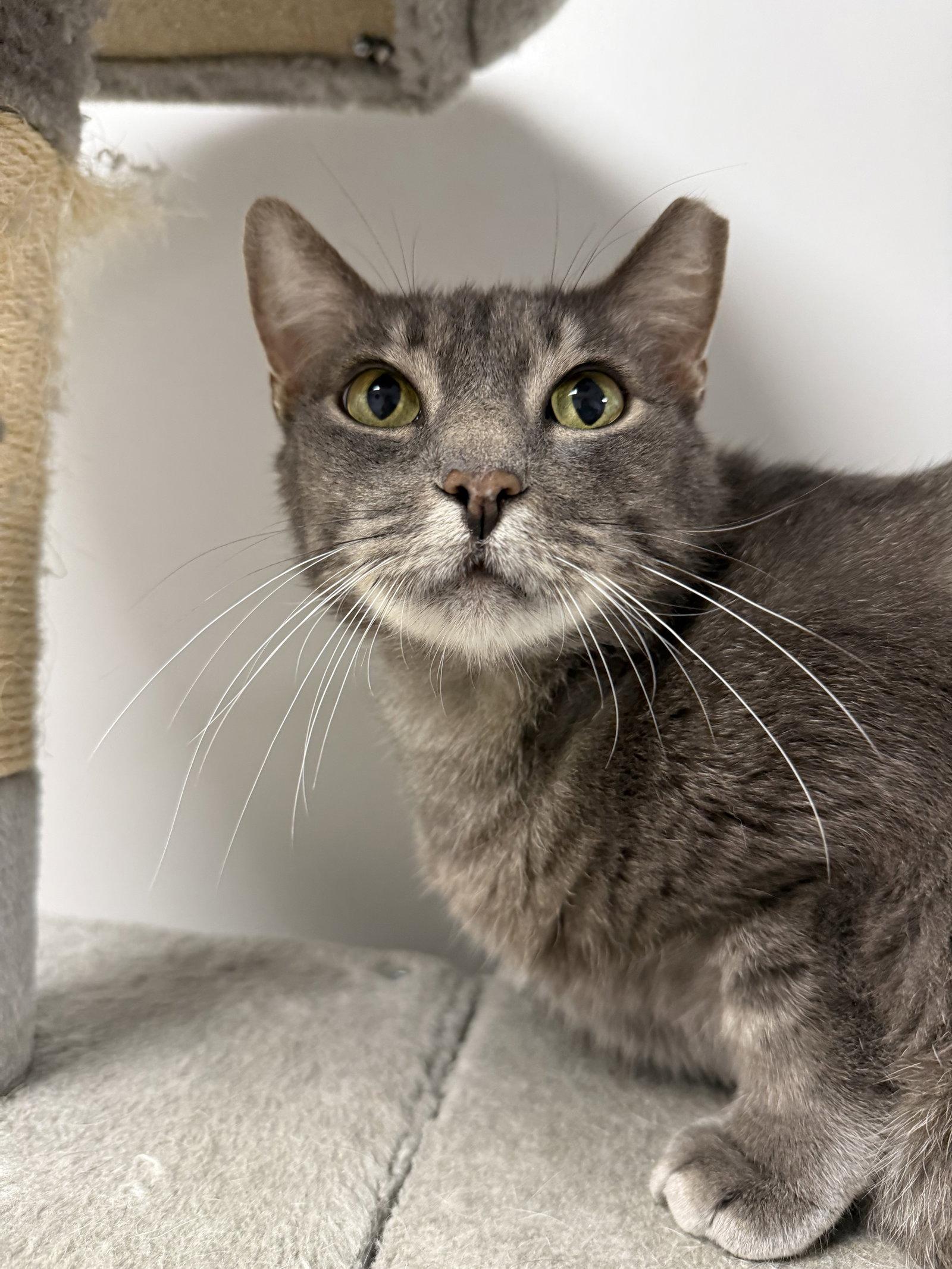 Siber, a Adoptable Domestic Short Hair in Satellite Beach, FL image 1/3