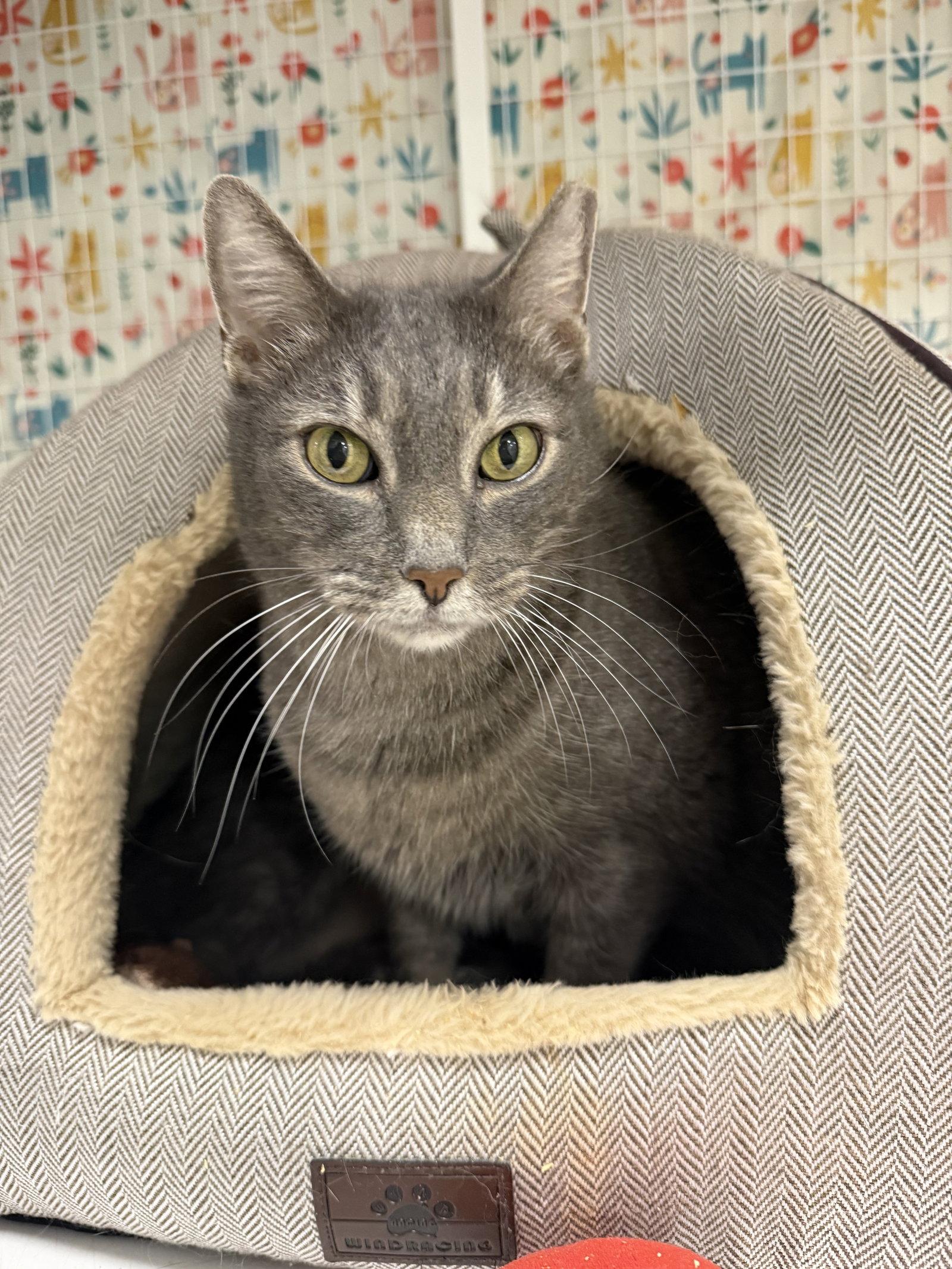 Siber, a Adoptable Domestic Short Hair in Satellite Beach, FL image 2/3