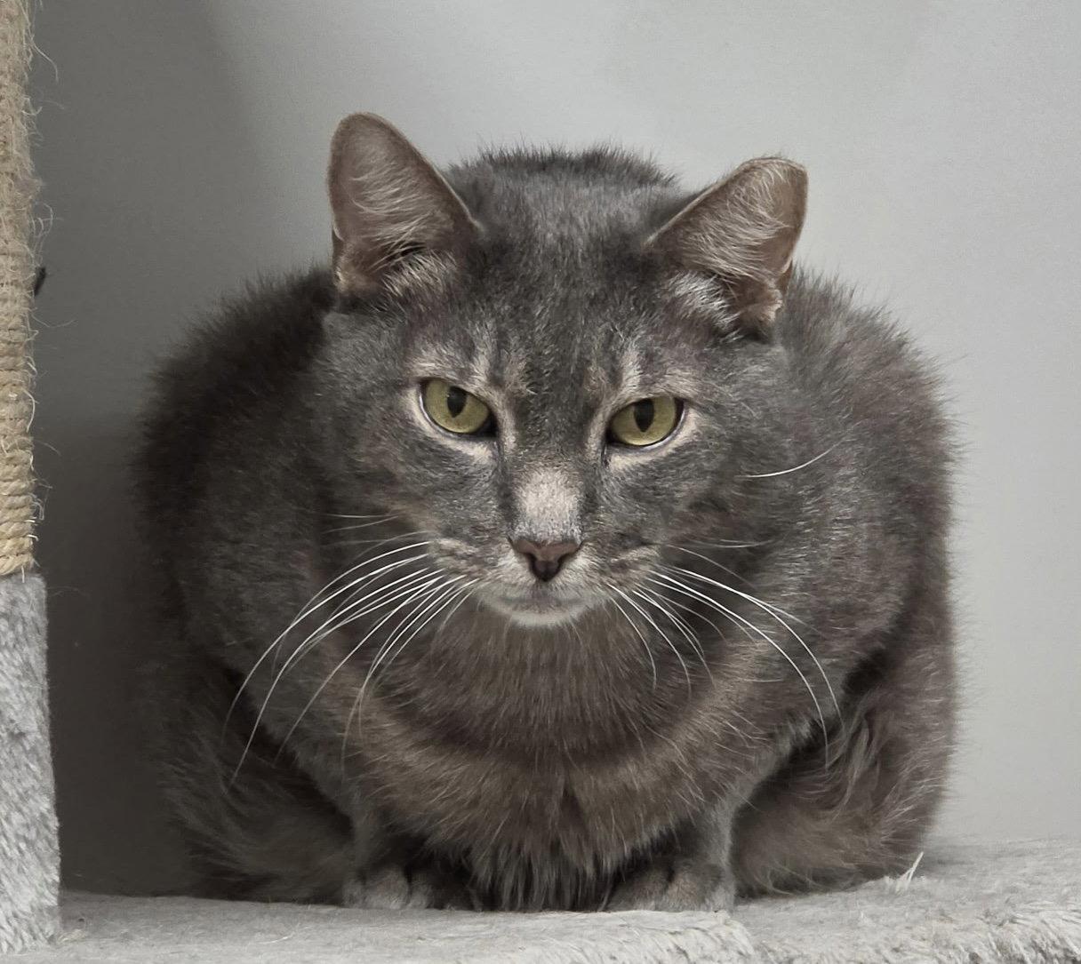 Siber, a Adoptable Domestic Short Hair in Satellite Beach, FL image 3/3
