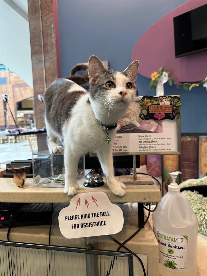 Enlarge Finnigan, an adopted Domestic Short Hair in The Colony, TX image 1/6