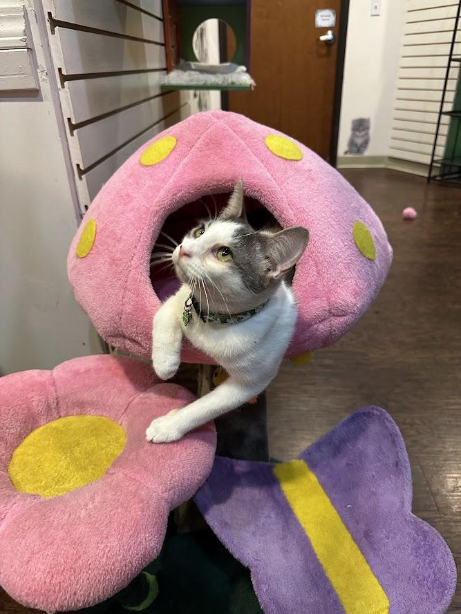 Enlarge Finnigan, an adopted Domestic Short Hair in The Colony, TX image 5/6